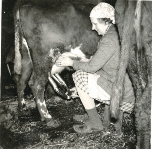 Alva Nilsson Bomunds i Hammaren 510, född 1914, mjölkar