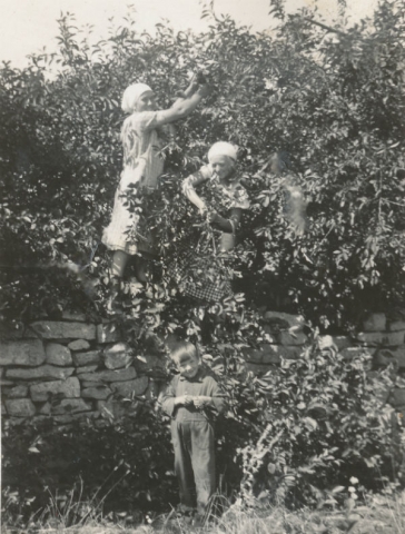 Körsbärsplockning vid Kulle 862: I trädet Hermanna Dahlgren, född Jakobsson 1909, och Anna-Lisa Sjöqvist. Nedanför trädet står Karl-Gustav Jakobsson Siglajvs 848, född 1929 som efter sitt giftermål tog hustruns efternamn Hägg