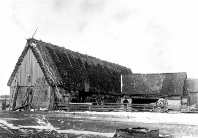 Ladugård vid Mickels 393. Fotot är från 1912 då mågen Karl Nilsson från Rikvide hade övertagit ägarskapet.