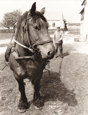 Mickels 607: Olof – Mickels Olle – Häglund, född 1903, med sin häst.