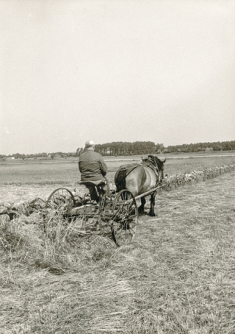 Olof – Mickels Olle – Häglund Mickels 607, född 1903, med hövändare eller hästräfsa.