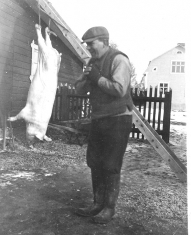 Henrik Pettersson Hägdarve 403, född 1899, – far till Torsten Henriksson – slaktar gris
